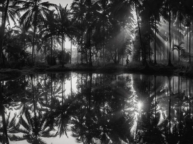 Jan 01 coconut-palm-reflection-india_86763_990x742