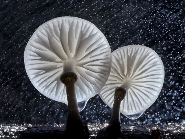 Jan 02 oudemansiella-mucida-mushroom-macro_86768_990x74J2