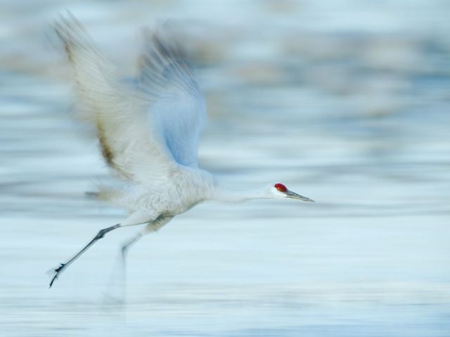 Jan 17 sandhill-crane-bosque-refuge_87540_990x742