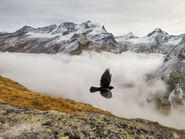 Jan 24 chough-gran-paradiso-unterthiner_87529_990x742