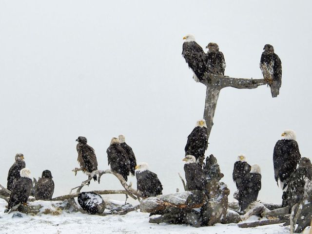 Jan 7 bald-eagle-scavenger-food_86759_990x742