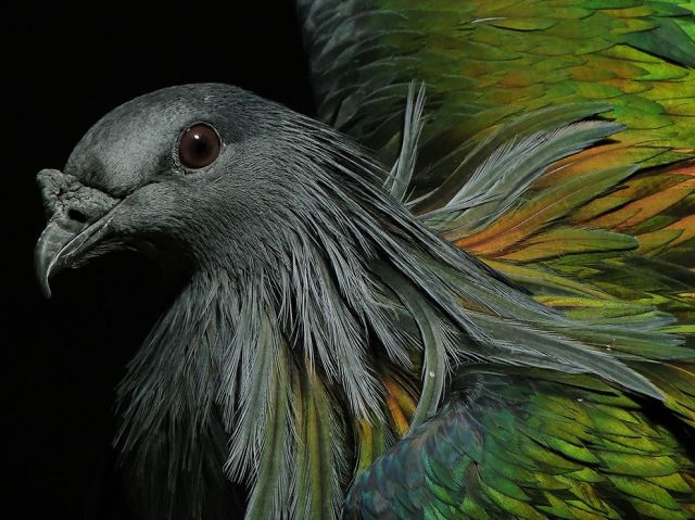 Jan 9 nicobar-pigeon-central-park_87489_990x742