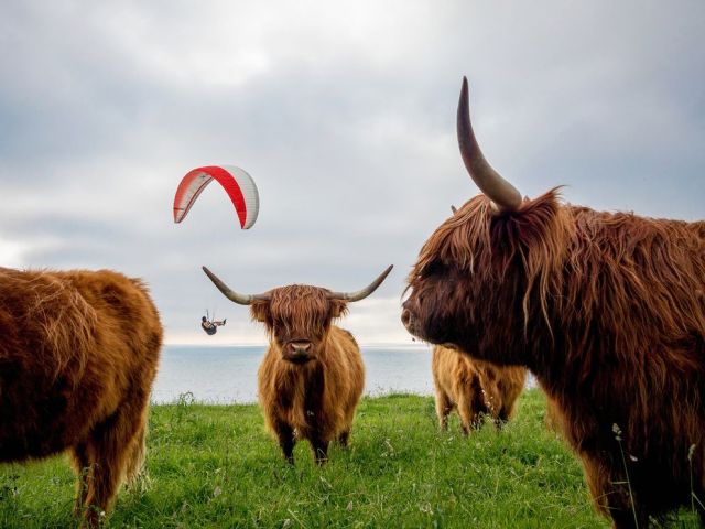 2.1 paraglide-adventure-denmark-cows_88103_990x742