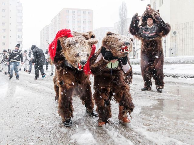 Feb 03 romania-ursul-bear-dance_88104_990x742