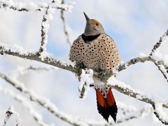 Feb 13 northern-flicker-bird-alberta_88464_990x742