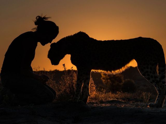 Feb 14 - cheetah-windhoek-namibia-sunset_88462_990x742