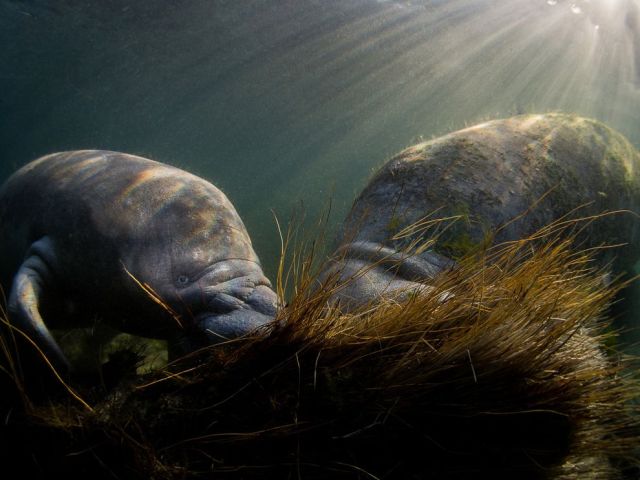 Feb 19 manatee-crystal-river-underwater_88361_990x742