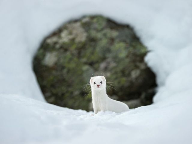 Feb 23 ermine-gran-paradiso-unterthiner_88358_990x742