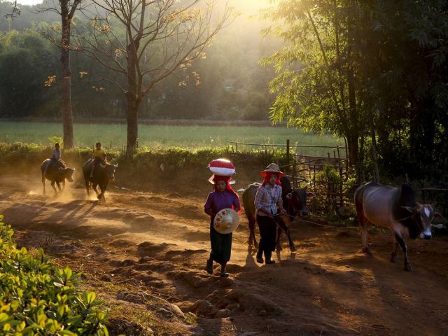 Feb 24 myanmar-people-morning-cattle_88363_990x742