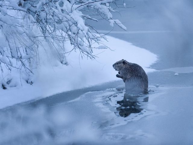 Feb 26 beaver-winter-frozen-montana_88356_990x742