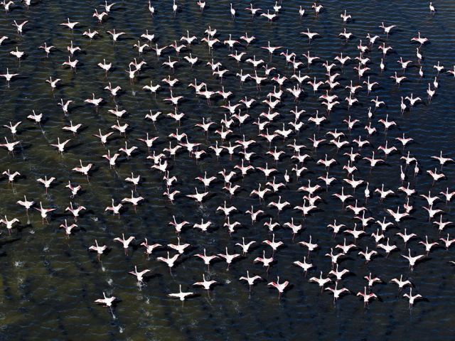 Mar 13 flamingo-aerial-flock-india_88858_990x742