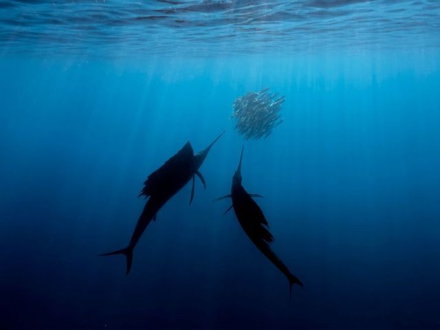Mar 15 sailfish-isla-mujeres-mexico_88866_990x742