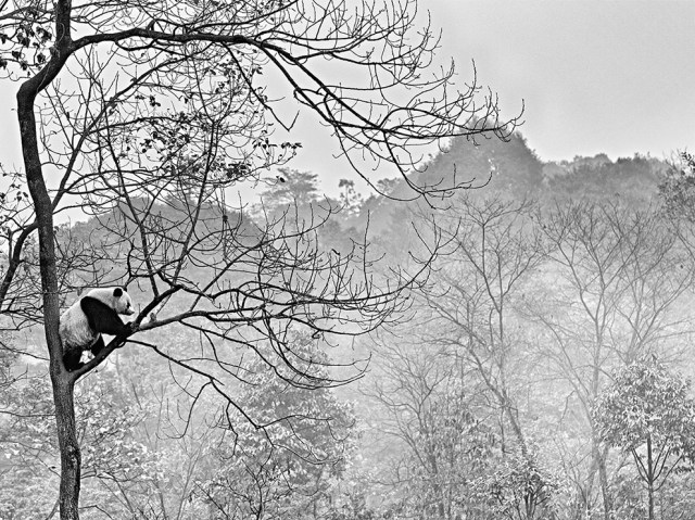 Mar 19 panda-tree-china_89334_990x742