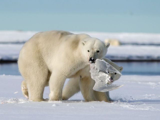 Mar 5 polar-bear-prey-kaktovik_88865_990x742