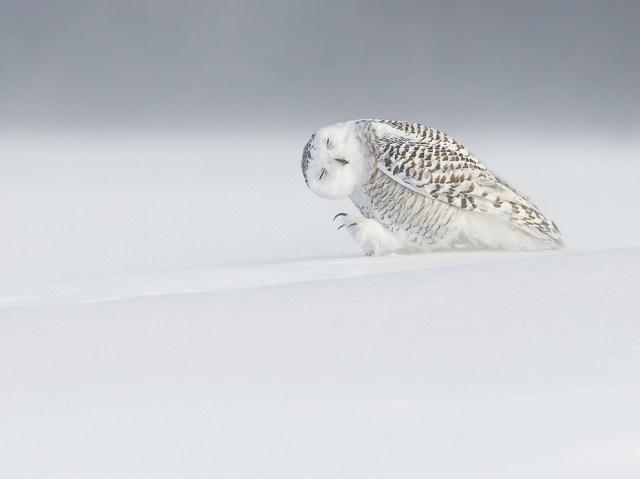 Snowy Owl