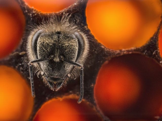 May 15 honeybee-cell-varma_89664_990x742