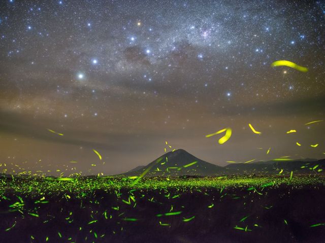 May 7 fireflies-stars-night_89915_990x742