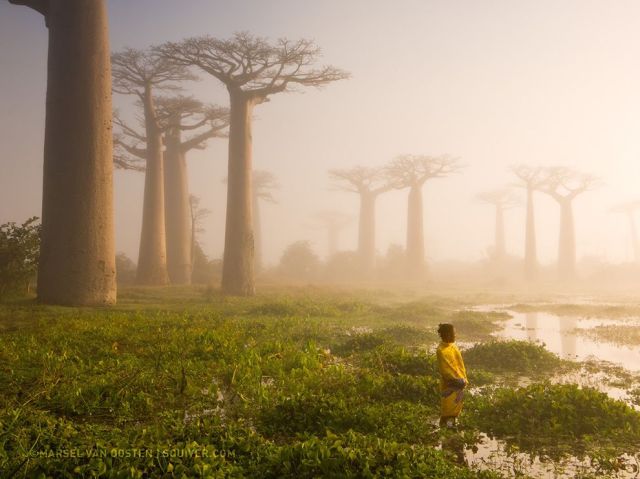 May 22 girl-baobab-trees_90162_990x742